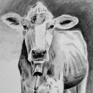 Kalb