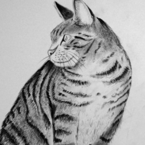 Katze