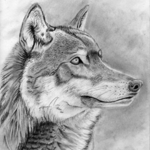 Wolfskopf